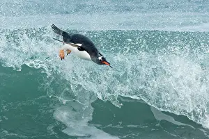 Foam: Gentoo penguins( Pygoscelis papua) surfing on a