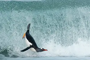 Foam: Gentoo penguins( Pygoscelis papua) surfing on a