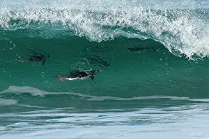 Foam: Gentoo penguins (Pygoscelis papua) surfing on a