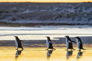 Volunteer: Gentoo penguins (Pygoscelis papua) on the way to