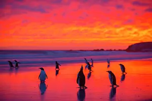 Volunteer: Gentoo penguins (Pygoscelis papua) on the way to