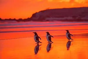 Volunteer: Gentoo penguins (Pygoscelis papua) on the way to