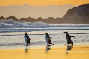 Gentoo: Gentoo penguins (Pygoscelis papua) on the way to