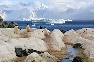Returning: Gentoo Penguins - returning to the colony - Ronge