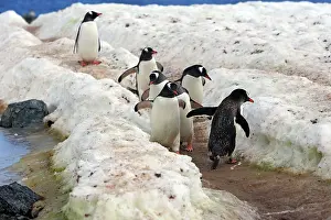 Returning: Gentoo Penguins - returning to the colony - Ronge