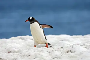 Returning: Gentoo Penguins - returning to the colony - Ronge