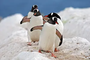 Returning: Gentoo Penguins - returning to the colony - Ronge