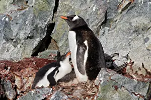 Ronge: Gentoo Penguins - Ronge island - Antarctic Peninsula