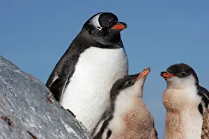 Ronge: Gentoo Penguins - Ronge island - Antarctic Peninsula
