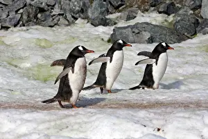 Ronge: Gentoo Penguins - Ronge island - Antarctic Peninsula