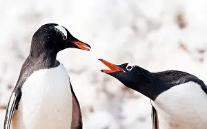 Renato Granieri: Gentoo Penguins squawking