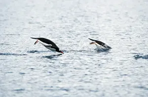 Breaching: Gentoo Penguins swimming