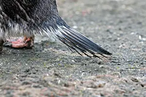 Barrientos: Gentoo Penguins - tail feathers - Barrientos island