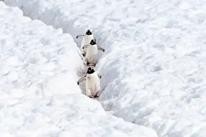 Renato Granieri: Gentoo Penguins walking on penguin highway