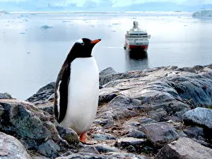 Neko: A Gentoo (Pygoscelis papua) at Neko Harbor