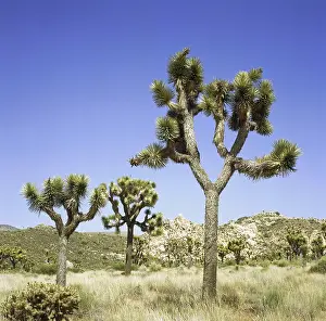Joshua: Geo. USA, Kalifornien, Joshua Tree National Park