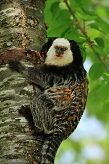 Geoffroyi: Geoffroy Tufted-ear Marmoset / White-headed Marmoset