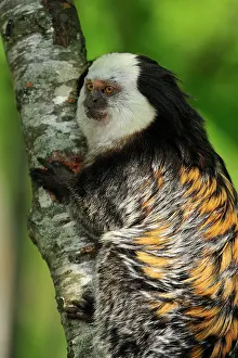 Geoffroyi: Geoffroy Tufted-ear Marmoset / White-headed Marmoset