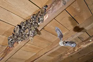 Myotis: Geoffroy's Bat in flight at colony with young Allariz