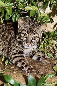 Geoffroyi: Geoffroy's Cat / Ocelot