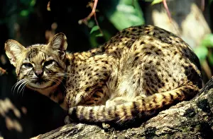 Geoffroyi: Geoffroy's Cat / Ocelot - salinarum subspecies
