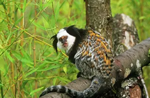 Geoffroyi: Geoffroy's Marmoset - Also known as: Geoffroy's