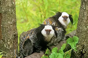 Geoffroyi: Geoffroy's Marmoset - Also known as: Geoffroy's