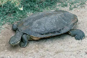 Sidenecked: Geoffroy's Side-necked Turtle