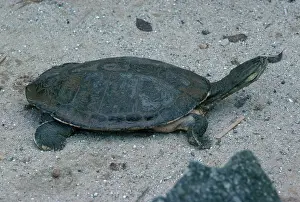 Sidenecked: Geoffroy's Side-necked Turtle