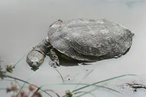 Argentinian: Geoffroy's Sideneck Turtle