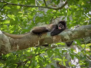 Guatemala: Geoffroy?s Spider Monkey (Ateles geoffroyi), Tik