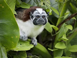Geoffroyi: Geoffroy's Tamarin (Saguinus geoffroyi), lake Gatun