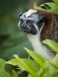 Geoffroyi: Geoffroy's Tamarin (Saguinus geoffroyi), lake Gatun