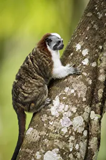 Geoffroyi: Geoffroy's tamarin (Saguinus geoffroyi), Gamboa