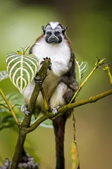 Geoffroyi: Geoffroy's Tamarin (Saguinus geoffroyi), Gamboa