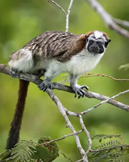 Geoffroyi: Geoffroy's Tamarin (Saguinus geoffroyi), Gamboa