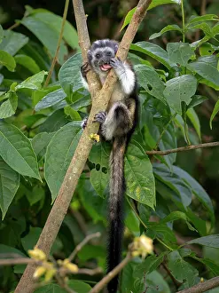 Geoffroyi: Geoffroy?s Tamarin (Saguinus geoffroyi), immatur