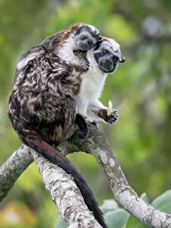 Geoffroyi: Geoffroy?s Tamarin (Saguinus geoffroyi), male ca