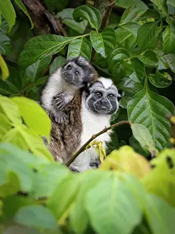 Geoffroyi: Geoffroy?s Tamarin (Saguinus geoffroyi), male ca