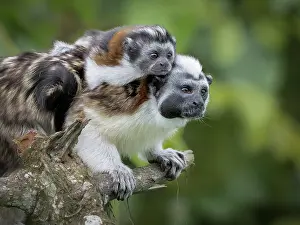 Geoffroyi: Geoffroy?s Tamarin (Saguinus geoffroyi), male ca