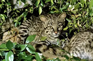 Geoffroyi: Geoffroy's Wild Cat