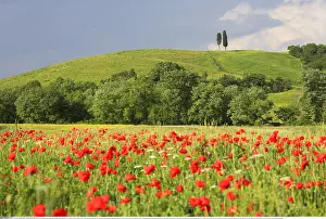 Europa: Geografie, Italien, H??gellandschaft mit Mohnblumen