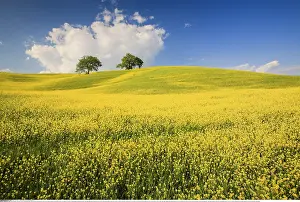 Europa: Geografie, Italien, H??gellandschaft mit Mohnblumen
