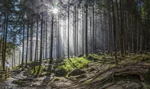 Menschen: Geografie, Italien, Nebelwald in
