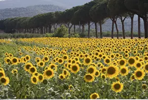 Europa: Geografie, Italien, Toskana, Region Maremma, Sonnenblumenfel