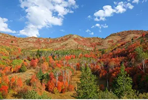Wald: Geografie, USA, Idaho, Swan Valley, Herbstliche