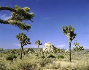 Joshua: Geografie, USA, Kalifornien, Joshua Tree National