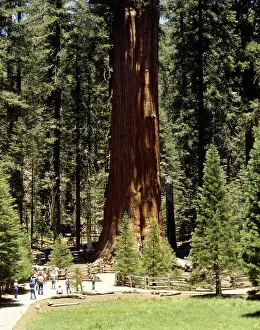 Kalifornien: Geografie, USA, Kalifornien, Sequoia National Park