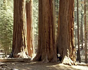 Kalifornien: Geografie, USA, Kalifornien, Sequoia National Park