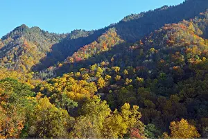 Wald: Geografie, USA, Tennessee, Smoky Mountains, Overlook